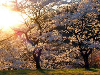 夕日と桜