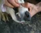 【ショッキング】犬の顔から取り出される大量のヒトヒフバエ